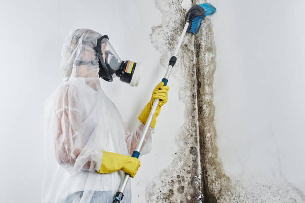 Best Mold Testing and Inspection Services in Barrington Hls, IL