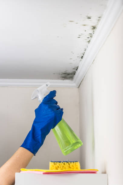 Best Attic Mold Remediation in Barrington Hls, IL