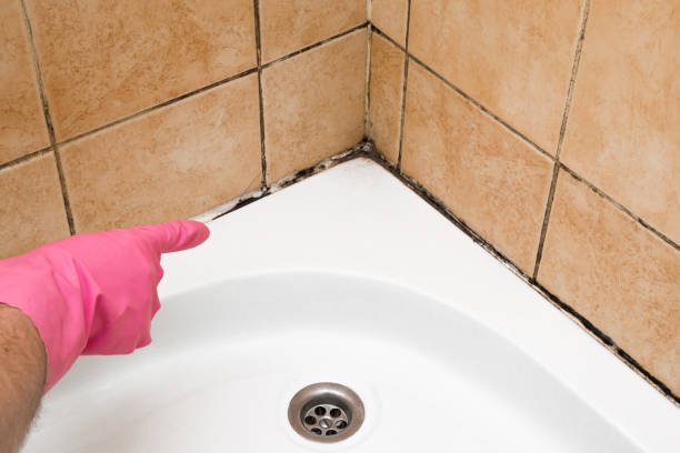 Best Insurance-Related Mold Remediation in Barrington Hls, IL